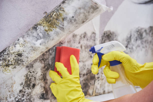 Reliable Valley Springs, CA Mold Removal Services Solutions